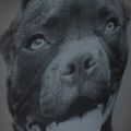 Pánský batoh Pitbull West Coast Pitbull Ir black/grey 12
