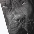 Pánské legíny Pitbull West Coast Born in 1989 black 3