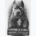 Pánské tričko Pitbull West Coast  Mugshot 2 white 8
