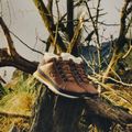 Pánské tenisky New Balance 754 Classic brown 12