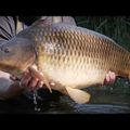 Kaprový prut Sportex Purista Carp XTF černý 130275 6