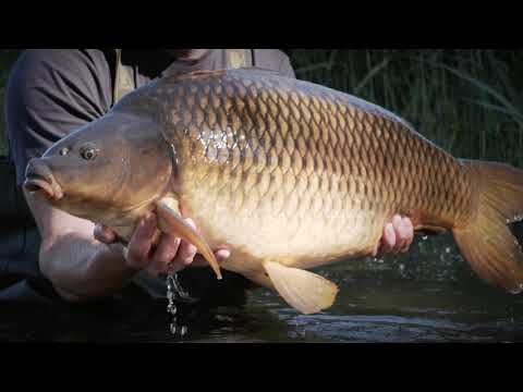 Kaprový prut Sportex Purista Carp XTF černý 130275 6